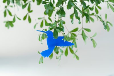 Kolibri puussa